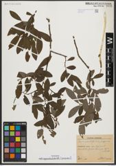 Foto von Salix appendiculata Vill. x Salix purpurea L.